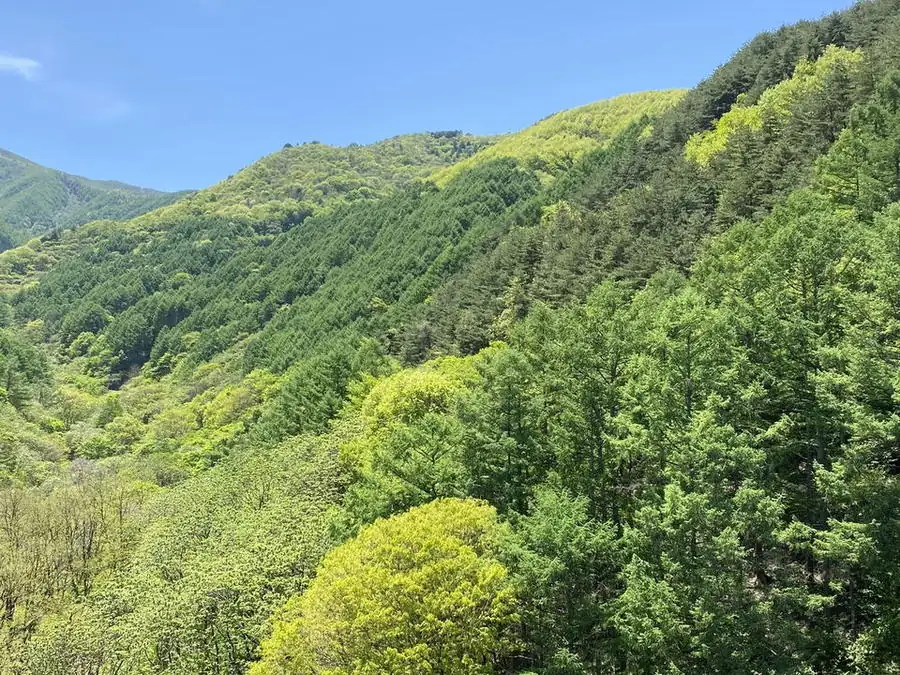 芽吹きはじめた奥山の広葉樹林