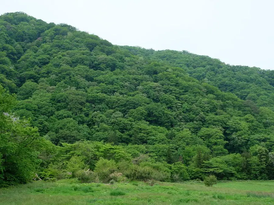 草地の先に広がる里山の広葉樹林