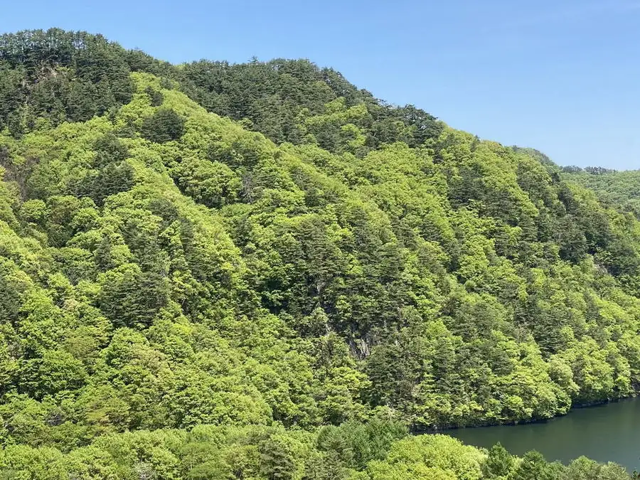 清流沿いの深い緑に覆われた山