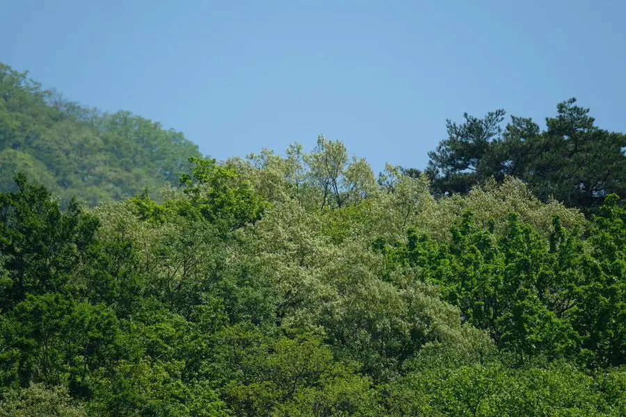 奥羽山麓の落葉広葉樹林