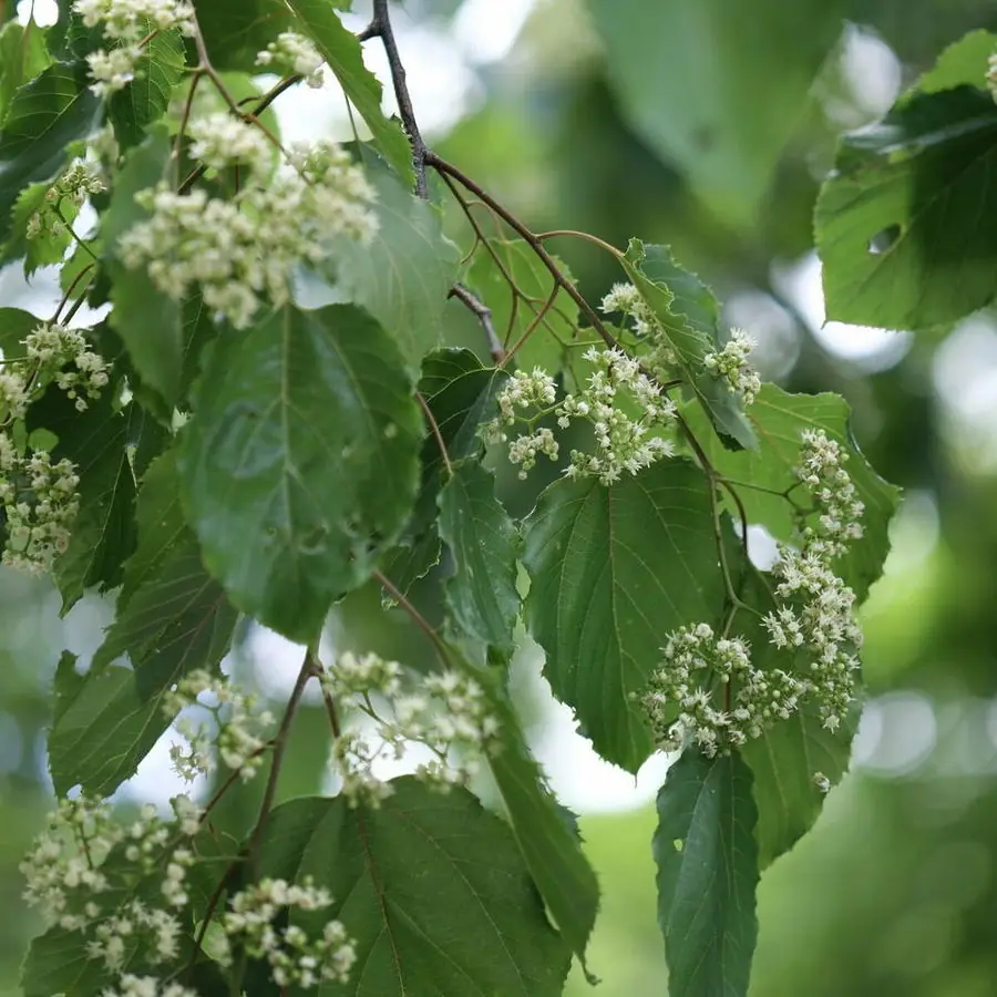 ケンポナシ・シナノキの花