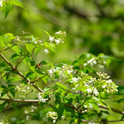 森の花