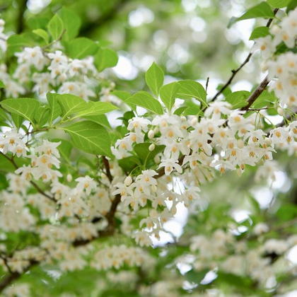 森の花