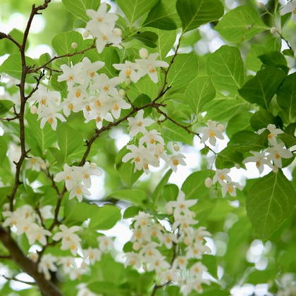森の花