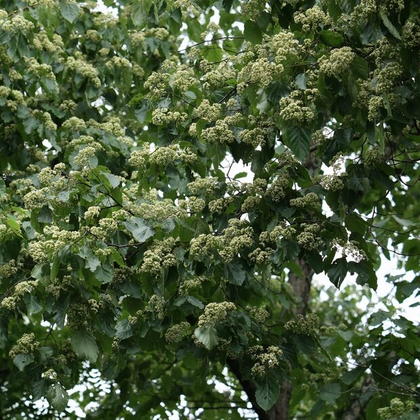 森の花