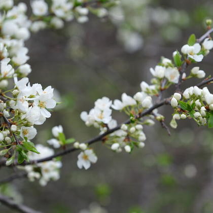 森の花