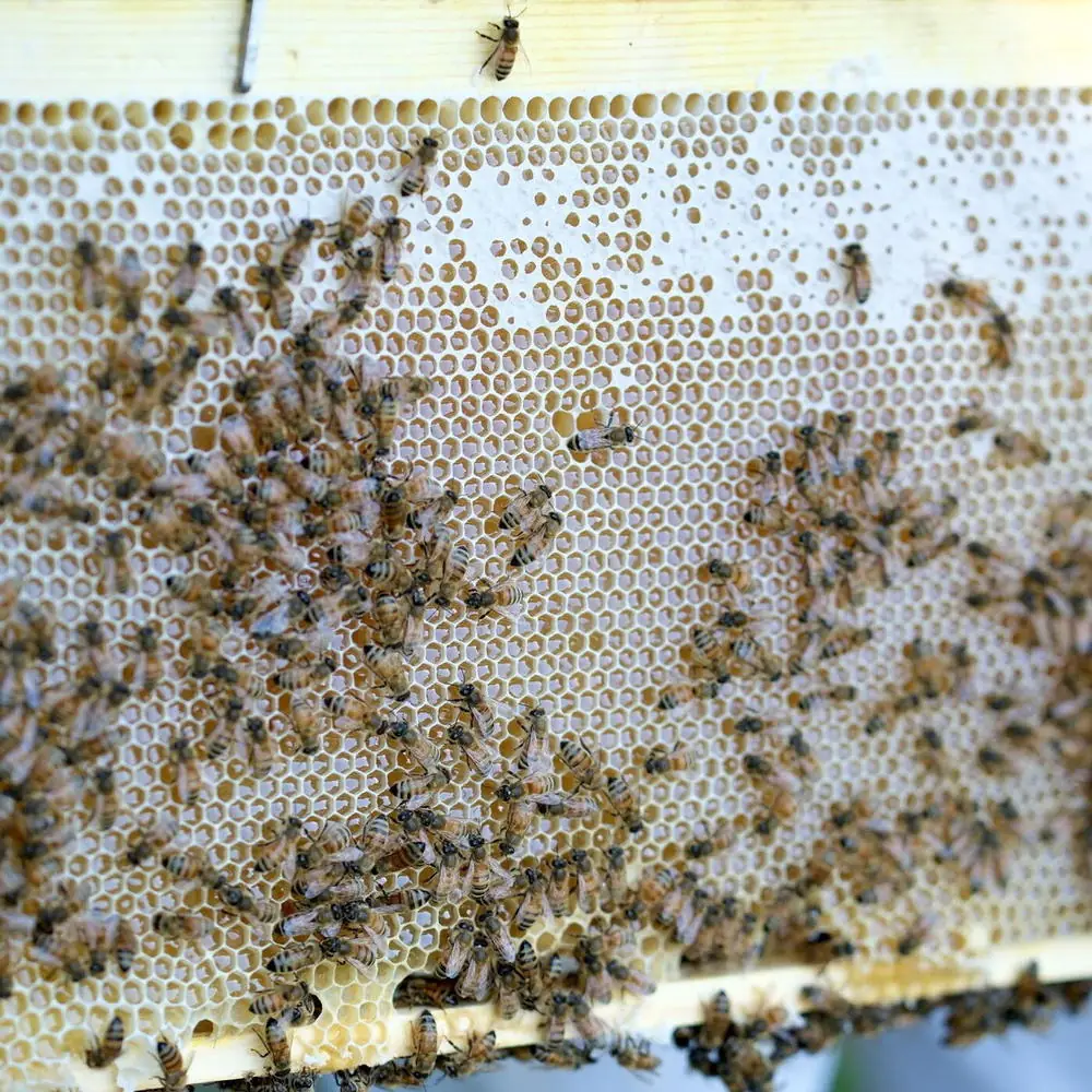 蜜蓋がかかった巣枠とミツバチ