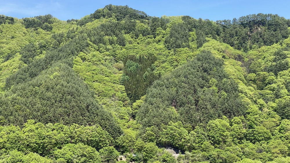 幾重にも連なる落葉広葉樹の森