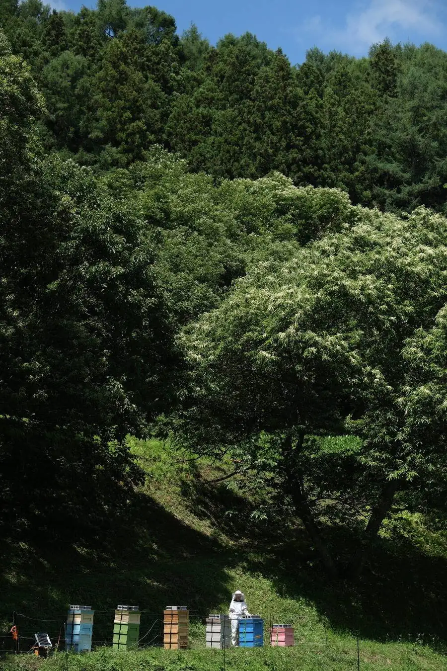新緑の森のなかの蜂場